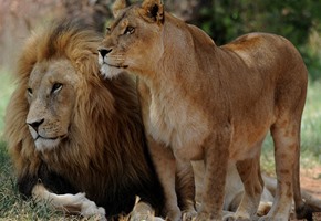 Pride of Africa, Rovos Rail